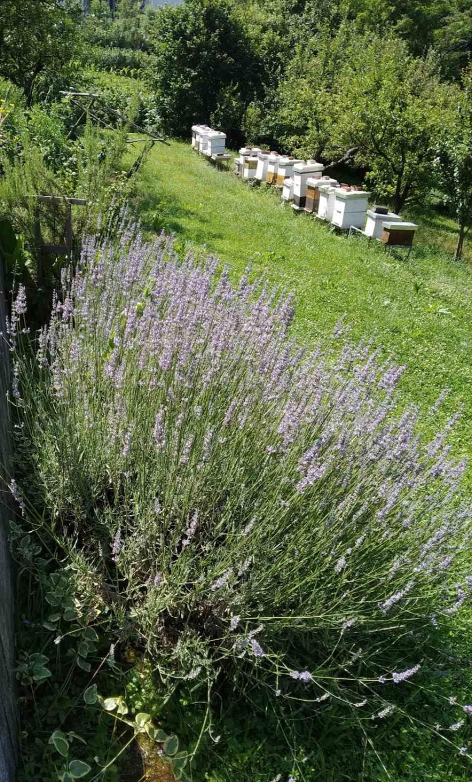 Guest House Bee 비소코 외부 사진